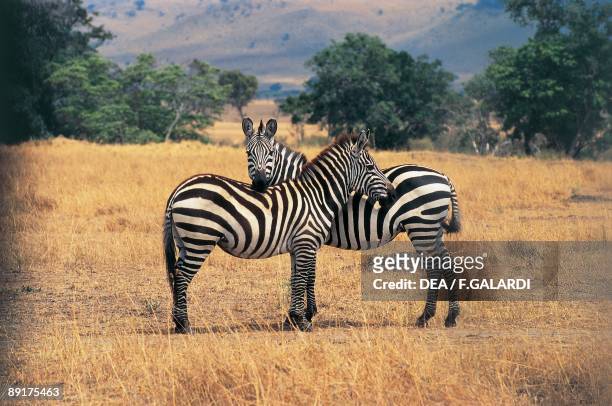 Two Grant's zebras in the forest, Masai Mara National Reserve, Kenya