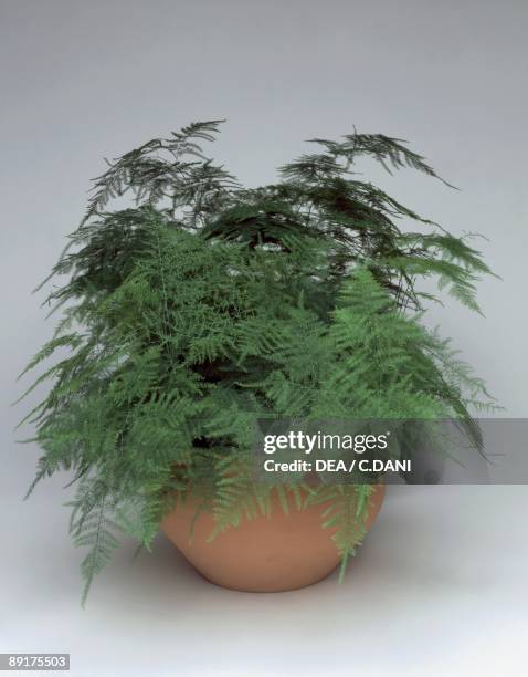 Close-up of an Asparagus Fern plant growing in a pot