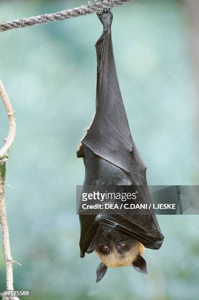 Close-up of a Black Flying fox hanging on a rope, Madagascar