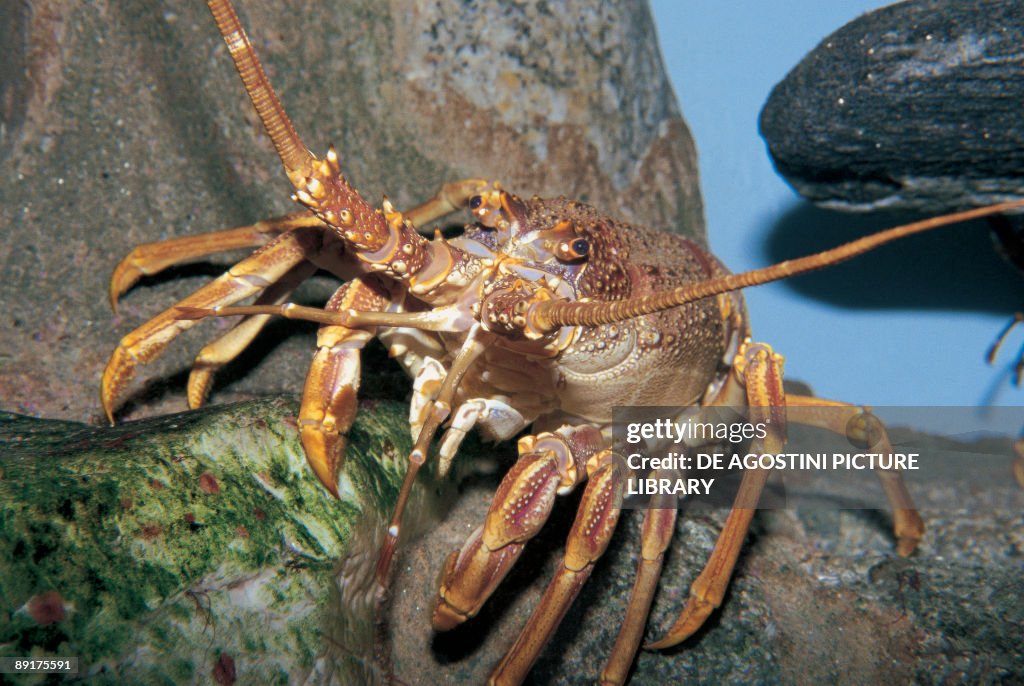 Close-up of a West Coast Rock lobster on a rock (Jasus lalandii)