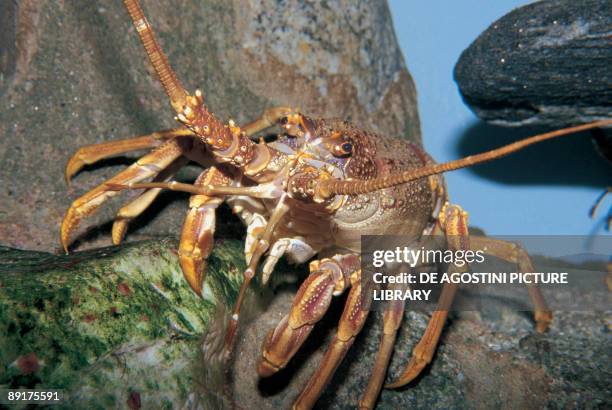Close-up of a West Coast Rock lobster on a rock