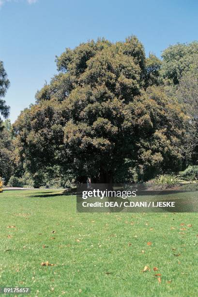 Rata Tree Photos and Premium High Res Pictures - Getty Images