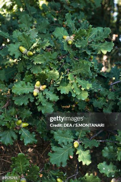 Close-up of acorns on a Downy oak tree