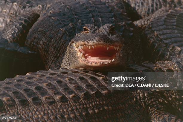 Close-up of American alligators