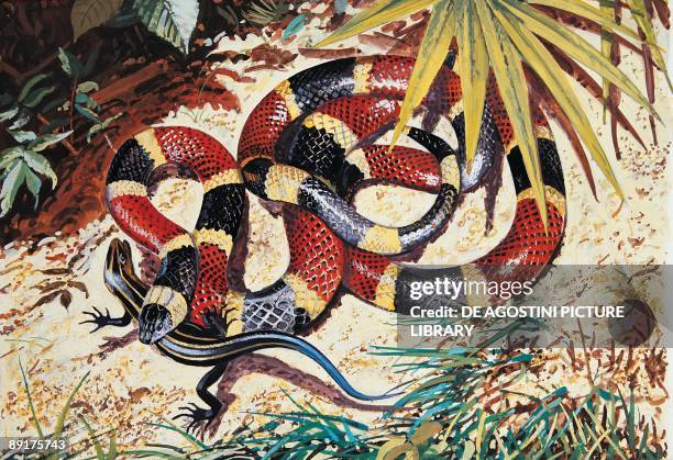 Close-up of a North American coral snake hunting its prey