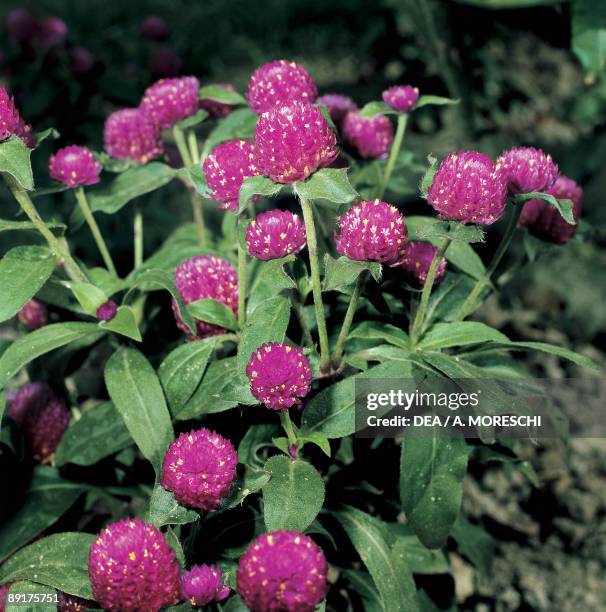 Close-up of flowers