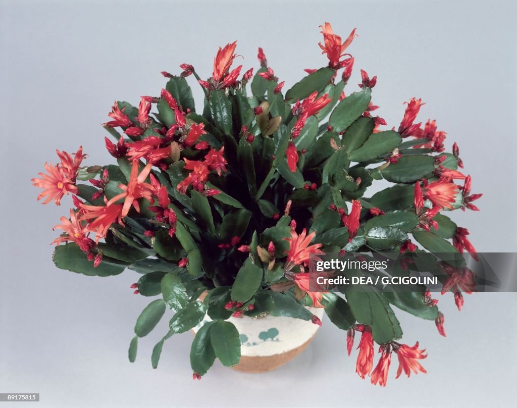 Close-up of Christmas cactus growing in a pot (Schlumbergera russelliana)