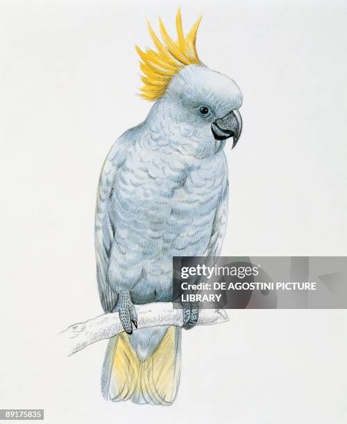 Close-up of a sulfur crested cockatoo
