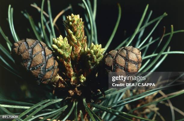 Close-up of pine cones on a Swiss Pine tree