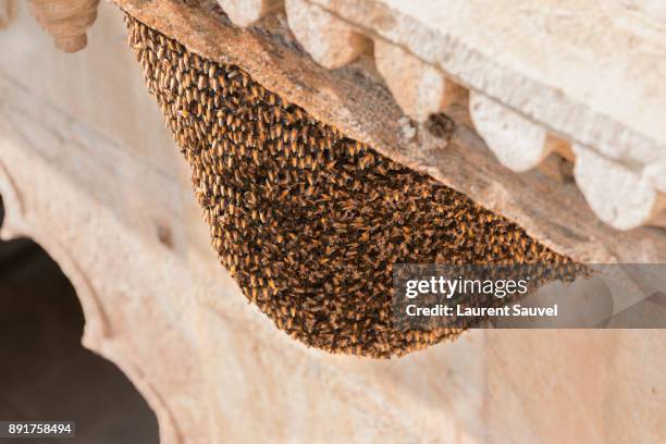 a swarm of bees in japiur, rajasthan, india - kissing bug fotografías e imágenes de stock