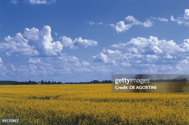 Panoramic view of an oilseed rape field, Kurzeme Region, Latvia