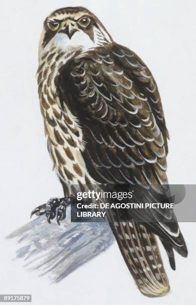 Zoology: Birds, Lanner Falcon , illustration