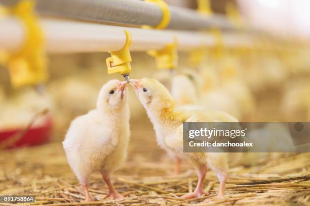 baby chicks at farm - hens on poultry farm stock pictures, royalty-free photos & images