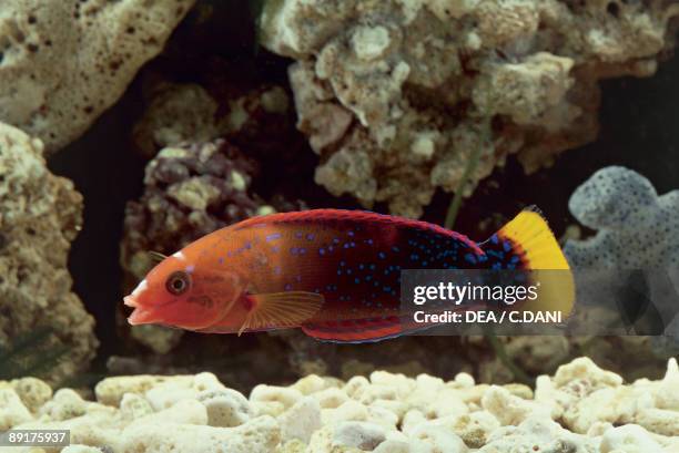 Coris Shell Coris (Fish) Photos and Premium High Res Pictures - Getty Images
