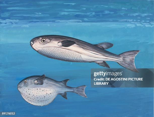 Fish Burd Rabbit 574 Rabbit Fish Stock Photos, High-Res Pictures, and Images - Getty Images
