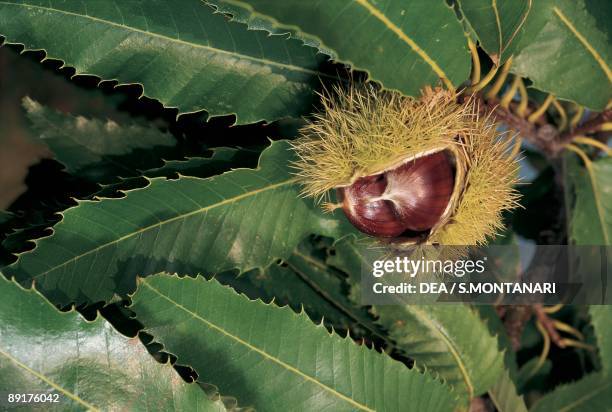 Chestnut Def 650 Spanish Chestnut Stock Photos, High-Res Pictures, and Images ...