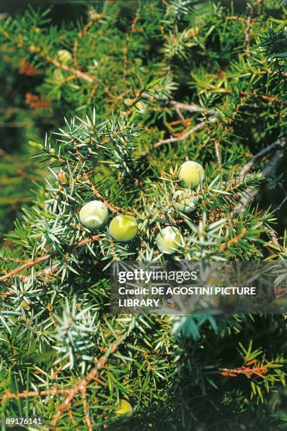 Italy - Tuscany Region - Uccellina Park - Juniperus oxycedrus - macrocarpa