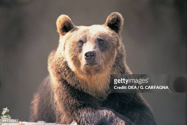Close-up of a Brown Bear, Abruzzo National Park, Abruzzi, Italy
