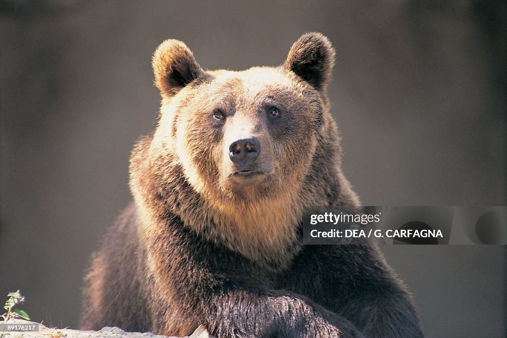 Close-up of a Brown Bear, Abruzzo National Park, Abruzzi, Italy (Ursus arctos)