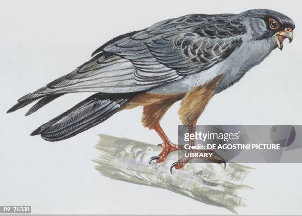Zoology: Birds, Crested Lark, , illustration