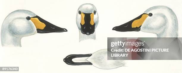 Birds: Anseriformes, head of Joan - female Tundra Swan , Wildfowl and Wetlands Trust reserve, Slimbridge, England, , illustration