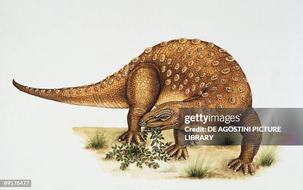 Min Mi Minmi Dinosaur Photos and Premium High Res Pictures - Getty Images