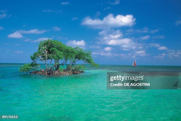 Mangroves trees on an island in the sea, Caye Caulker, Belize