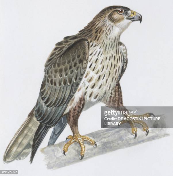 Zoology: Birds, Bonelli's Eagle , illustration