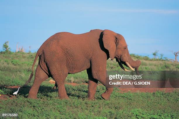 African elephant in the forest, Bumi Hills, Kariba, Zimbabwe