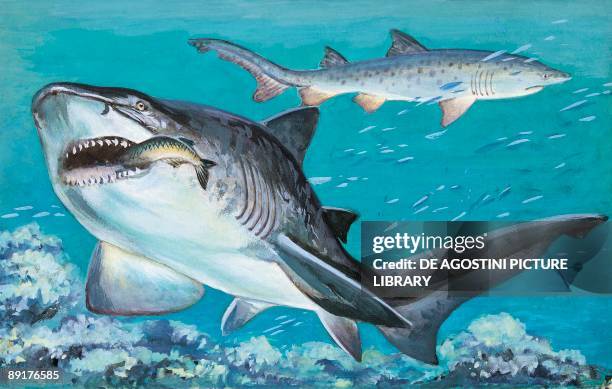 Two grey nurse sharks swimming underwater