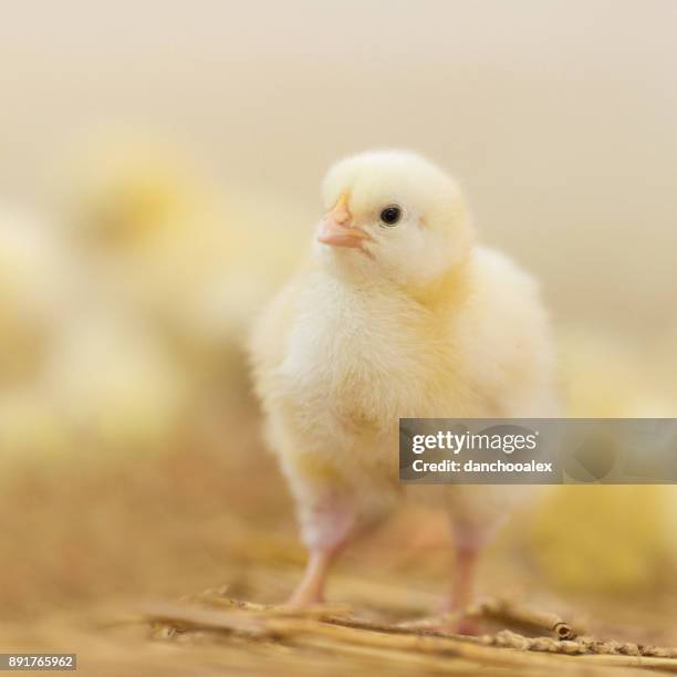 Baby Roster Baby Rooster Photos and Premium High Res Pictures - Getty Images