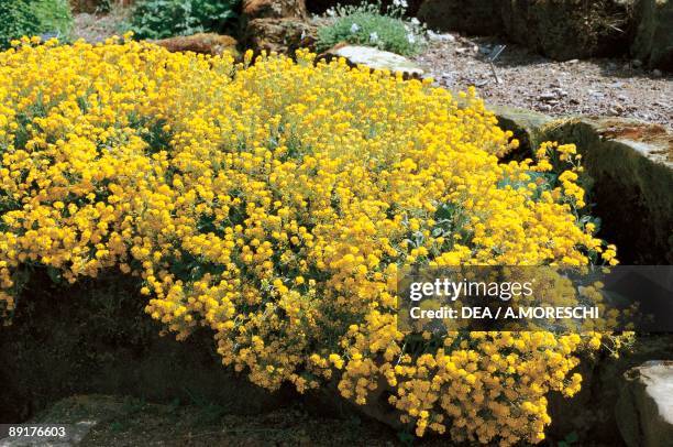 Basket of Gold flowers growing on a rock