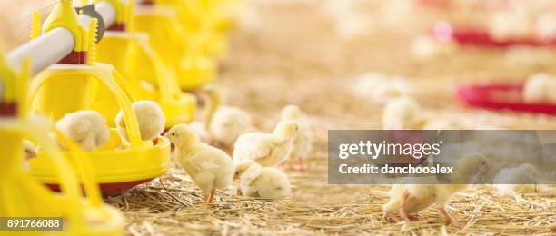 baby kycklingar på gården - baby chicken bildbanksfoton och bilder