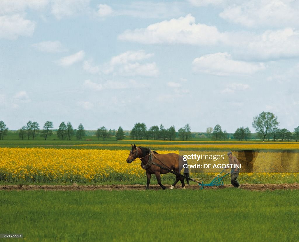 Side profile of a man tilling farms with a horse, Poland