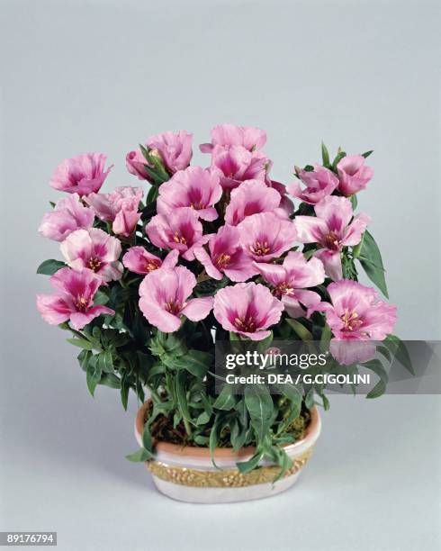 Close-up of Godetia flowers growing in a pot