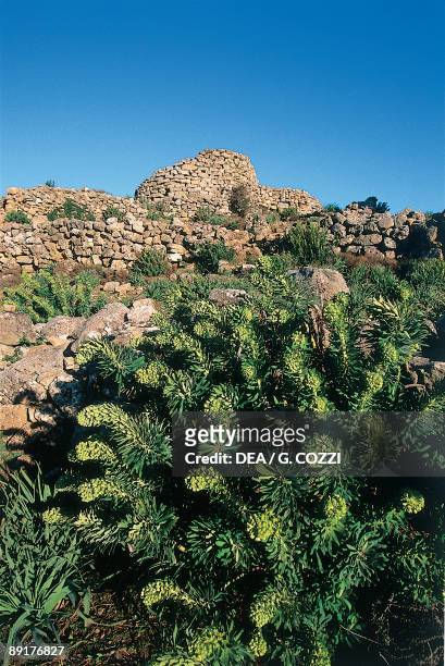 Plant in front of a mountain, Nuraghe, Perda Liana, Sardinia, Italy