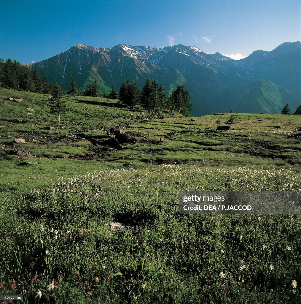 Wild flowers on a landscape, Orsiera-Rocciavre Nature Park, Chisone Valley, Torino Province, Piedmont, Italy