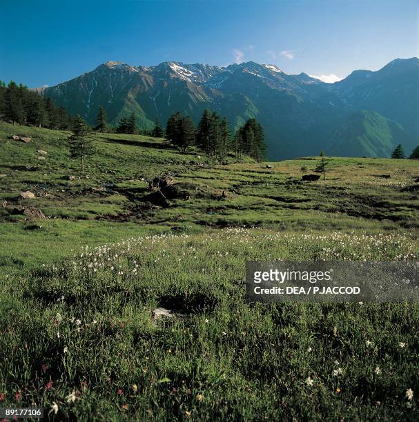 Wild flowers on a landscape, Orsiera-Rocciavre Nature Park, Chisone Valley, Torino Province, Piedmont, Italy