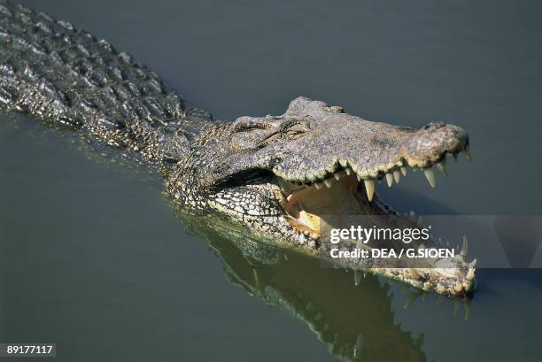 High angle view of a crocodile in water, Boca de Guama, Matanzas, Cuba