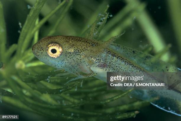 Close-up of a Great Crested Newt