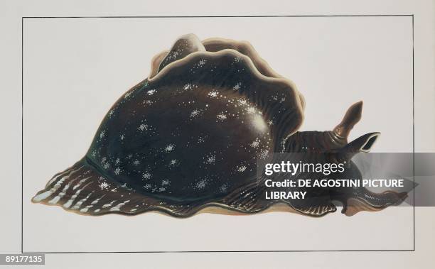 Close-up of a sea hare