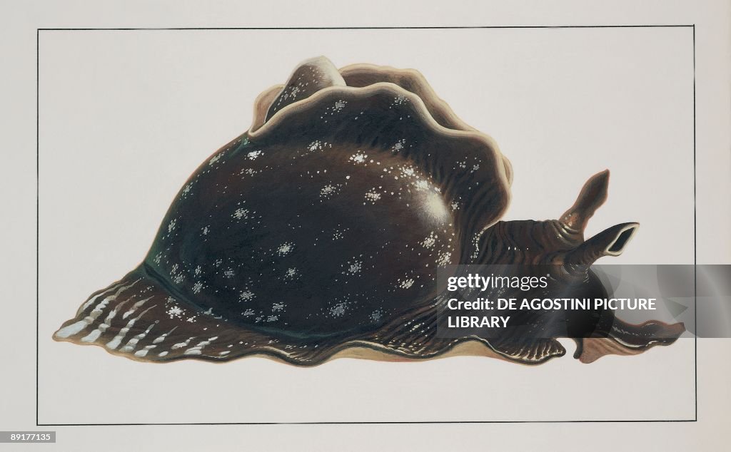 Close-up of a sea hare (Aplysia Punctata)