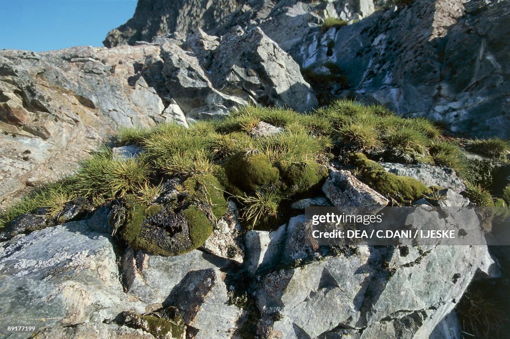 Deschampsia Antarctica Hair grass growing on rocks, Couverville Island, Antarctica (Deschampsia Antarctica)