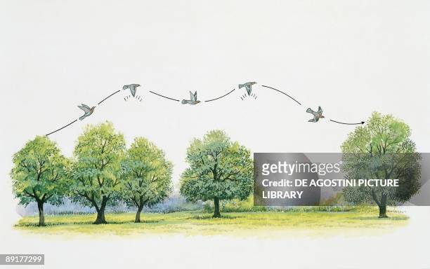 Wood pigeon flying over trees
