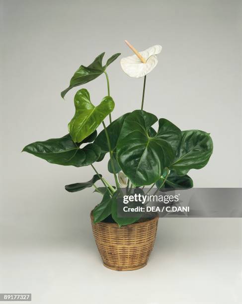 Close-up of a Flamingo lily plant