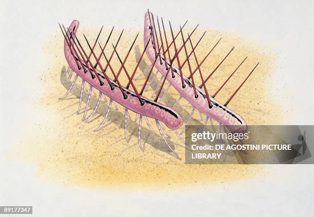 Close-up of two hallucigenia