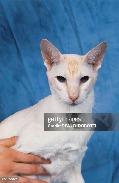 Red Colorpoint Shorthair