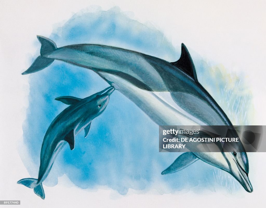 Close-up of a female dolphin swimming underwater with a calf (Delphinus Delphis)