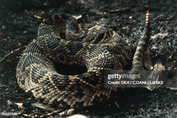 Close-up of an eastern diamondback rattlesnake