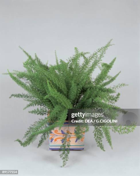 Close-up of an Asparagus Fern plant